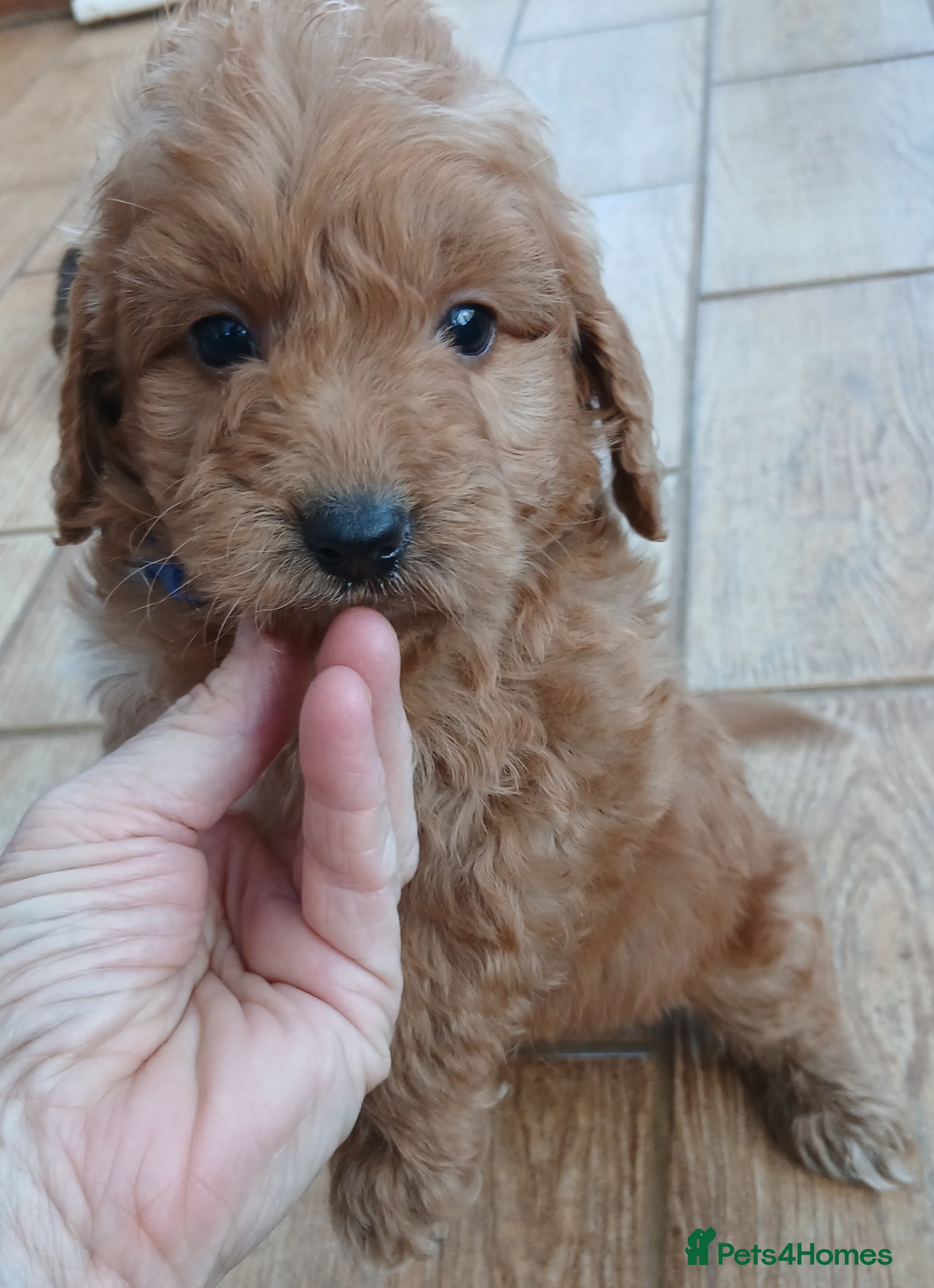 Cockapoo dogs PRA UNAFFECTED cockapoo  puppies  - Advert 14