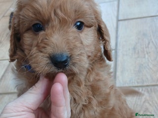 Cockapoo dogs PRA UNAFFECTED cockapoo puppies - Advert 11