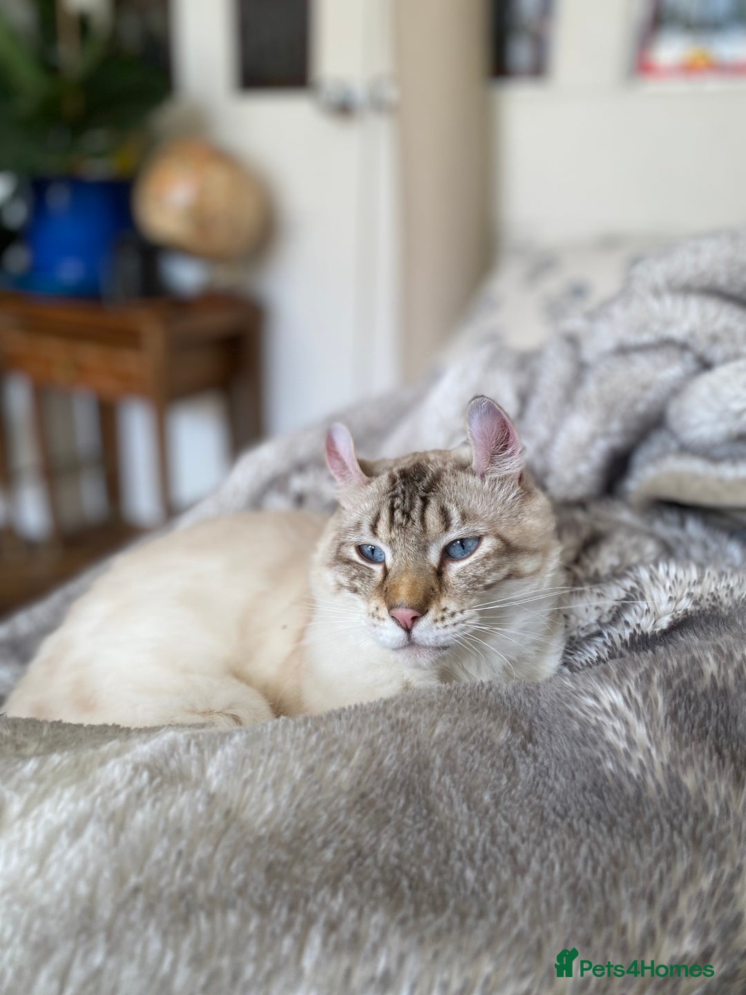 Keetso cats for sale: Stunning Blue-Eyed Keetso Cat for Sale - Image 2