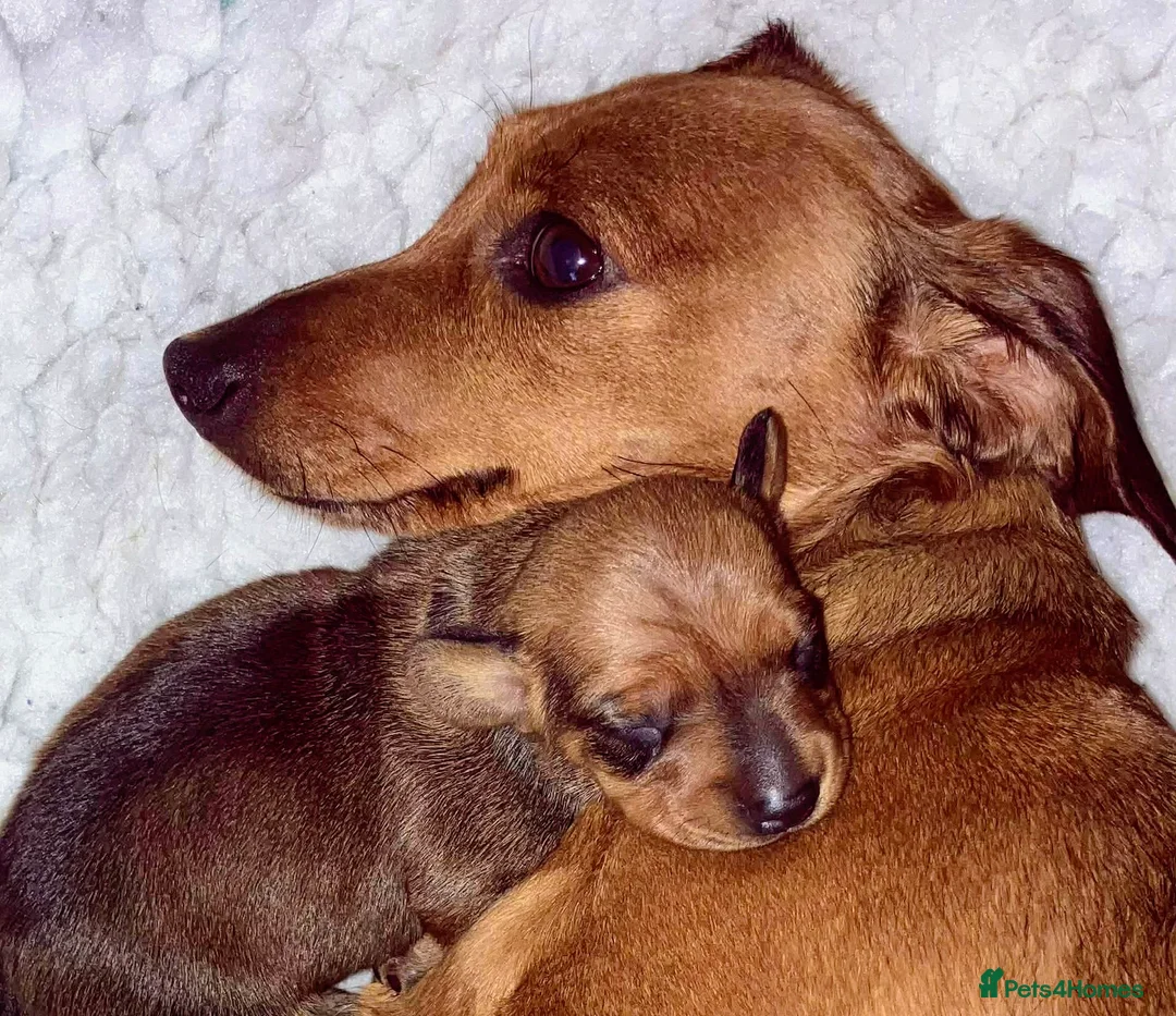 Miniature Dachshund dogs for sale: Miniature Dachshund Puppies Ready 12th April - Advert 2