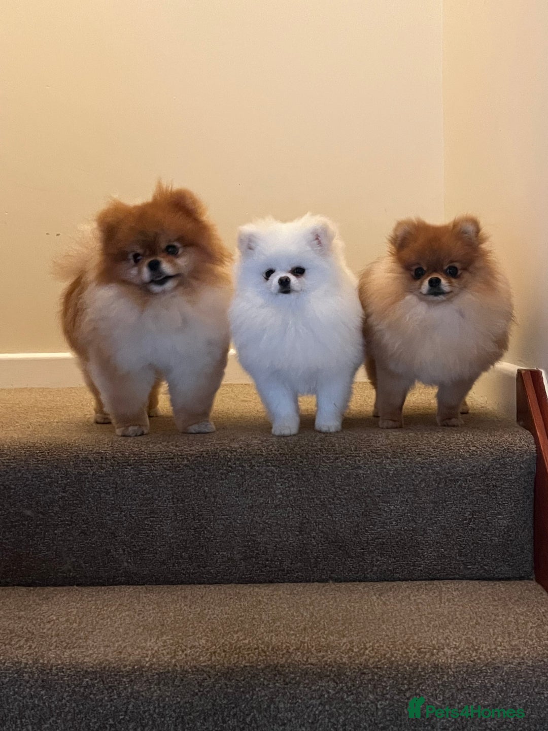 Pomeranian dogs for stud: White KC Pomeranian (Stud)  - Advert 6