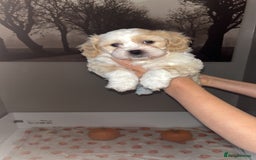 Mixed Breed dogs for sale: My beautiful Cavapoo Angie has given birth! 🐶🥰 - Image 2