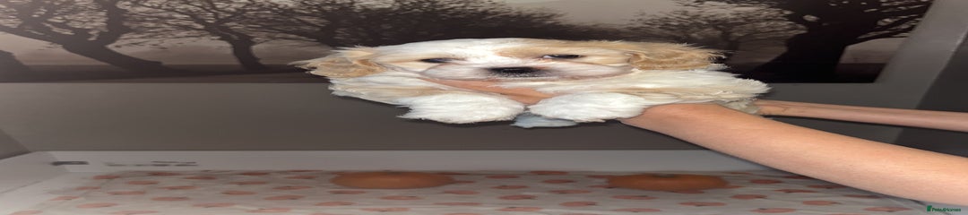 Puppy 5