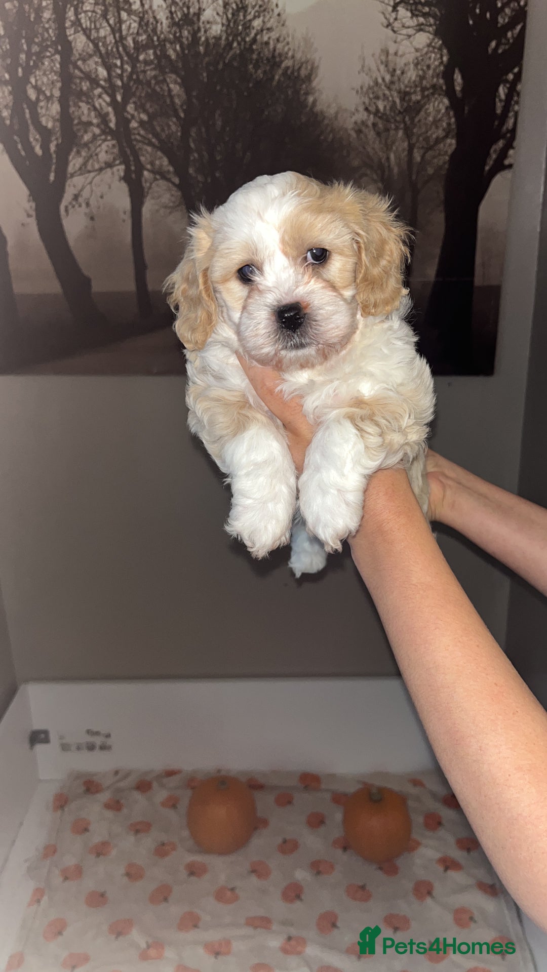 Mixed Breed dogs for sale: My beautiful Cavapoo Angie has given birth! 🐶🥰 - Image 2