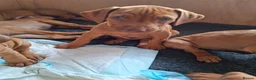 Rhodesian Ridgeback dogs for sale: KC reg,Excellent Ridges,Health checked/Elb/Hip/JME - Advert 25