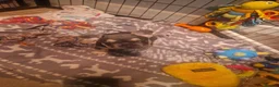 French Bulldog dogs for sale: 2 stunning fluffy carrier frenchbulldog puppys - Advert 6