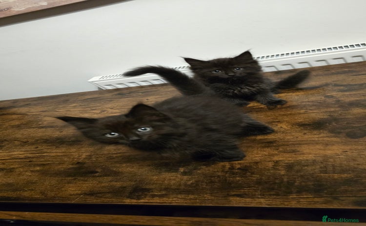 Maine Coon cats - Advert 4