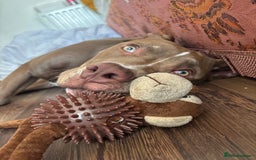 Mixed Breed dogs for sale: Male for rehoming  - Image 8