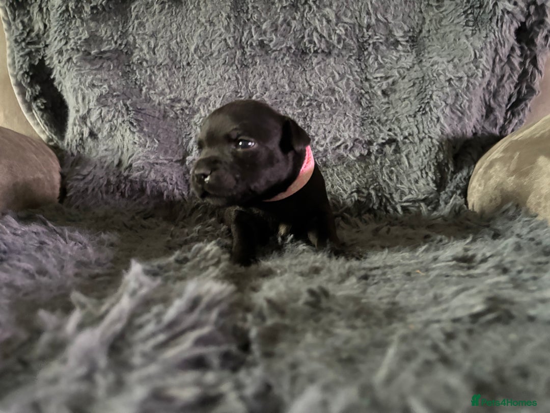 Staffordshire Bull Terrier dogs for sale: Paws Above The Rest  - Image 30
