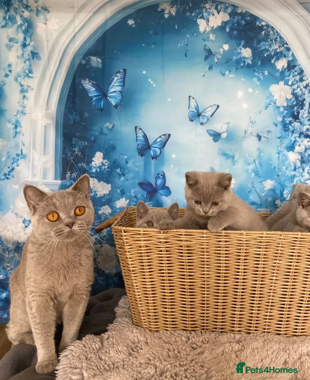 British Shorthair cats for sale: Lilac BSH Female Kitten  in Derby - Advert 2