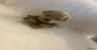 Maltipoo dogs ♦️🐾 Miniature F1 Maltipoo Pedigree & DNA Tested ✅ - Advert 16