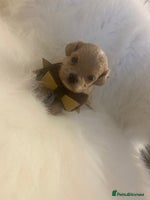 Maltipoo dogs ♦️🐾 Miniature F1 Maltipoo Pedigree & DNA Tested ✅ - Advert 16