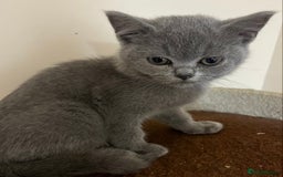 British Shorthair cats for sale: READY NOW!!Pedigree British Short Hair Kittens - Image 31