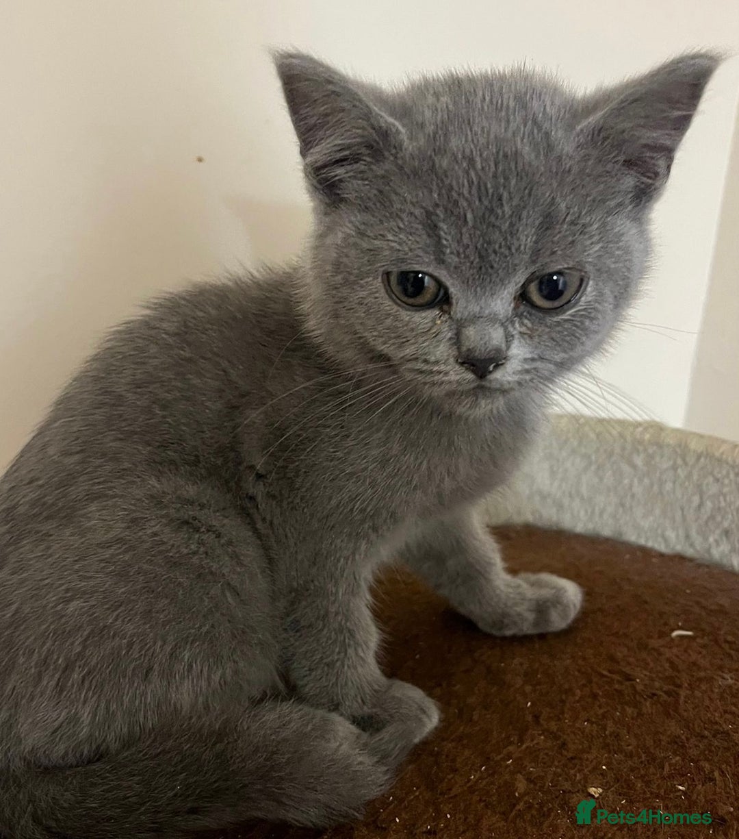 British Shorthair cats for sale: READY NOW!!Pedigree British Short Hair Kittens - Image 31