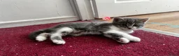 American Shorthair cats for sale: 3 Little Tabbies Looking for Their Forever Homes! - Advert 28