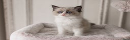 Ragdoll cats for sale: Bicolour and Lynx Ragdoll kittens - Advert 18