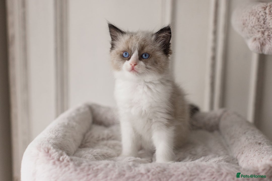 Ragdoll cats for sale: Bicolour and Lynx Ragdoll kittens - Advert 18