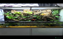 Gecko reptiles for sale: Fully functional Paladarium - Image 2