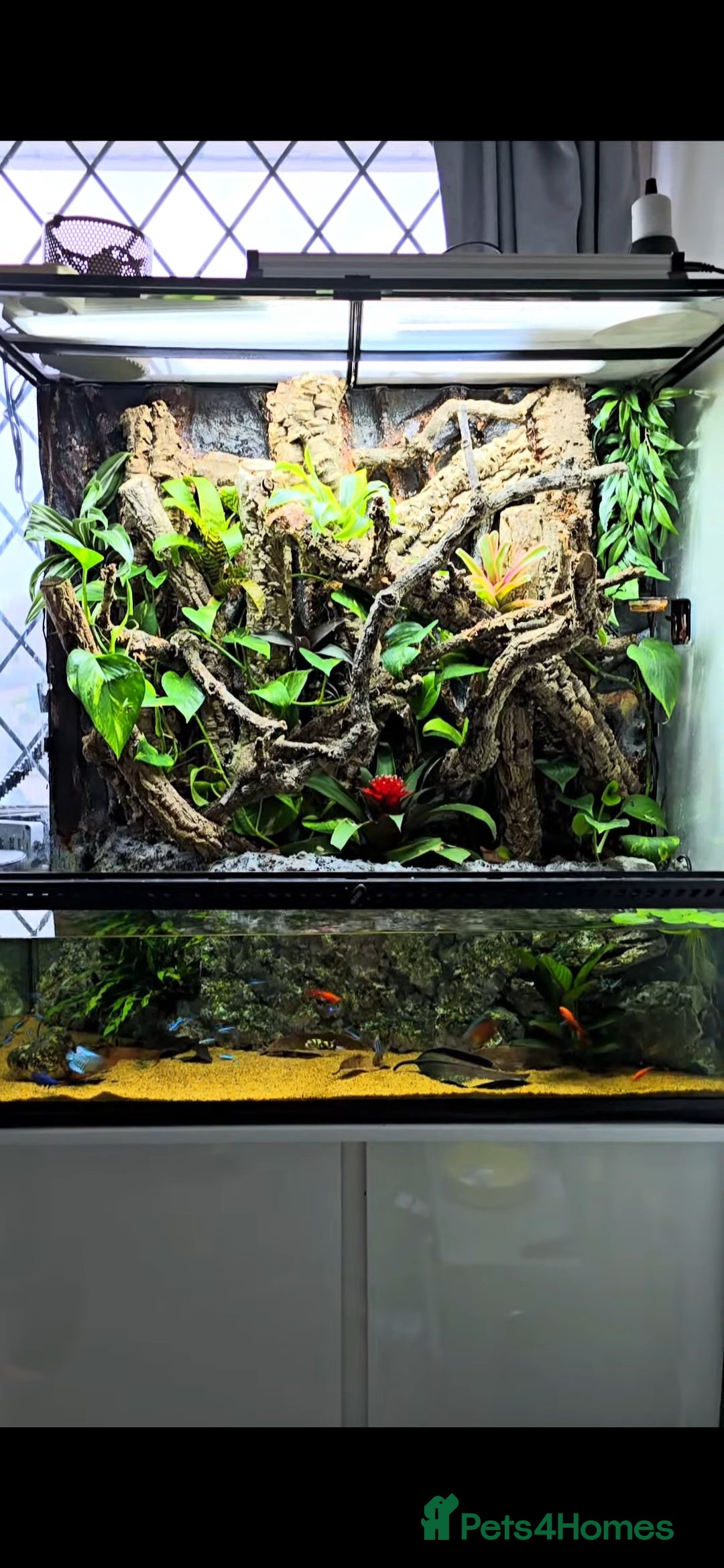 Gecko reptiles for sale: Fully functional Paladarium - Image 2