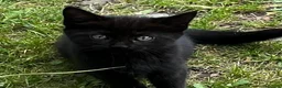 Mixed Breed cats for sale: Five kittens ready to go - Advert 7