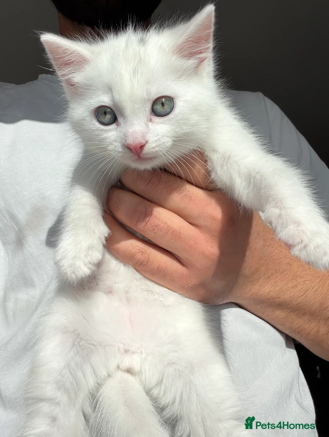 Bengal cats for sale: White Fluffy Bengal/Tabby Kittens  - Advert 1