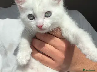 Bengal cats White Fluffy Bengal/Tabby Kittens - Advert 1