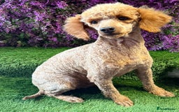 Miniature Poodle dogs for sale: Adult mini poodle 💖 spayed  - Image 1