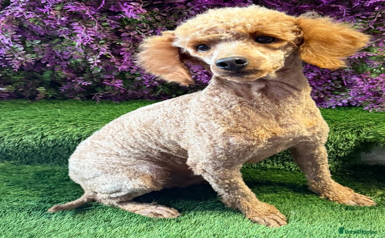 Miniature Poodle dogs - Advert 1