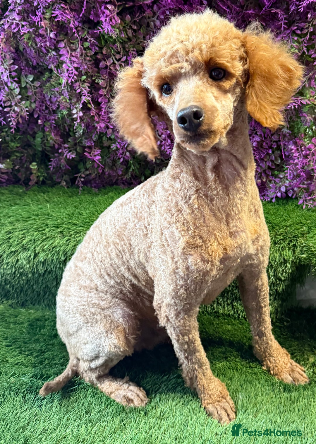 Miniature Poodle dogs for sale: Adult mini poodle 💖 spayed  - Image 1