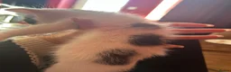 Ragdoll cats for sale: Ragdoll cross kittens mother is a purebred ragdoll - Advert 12