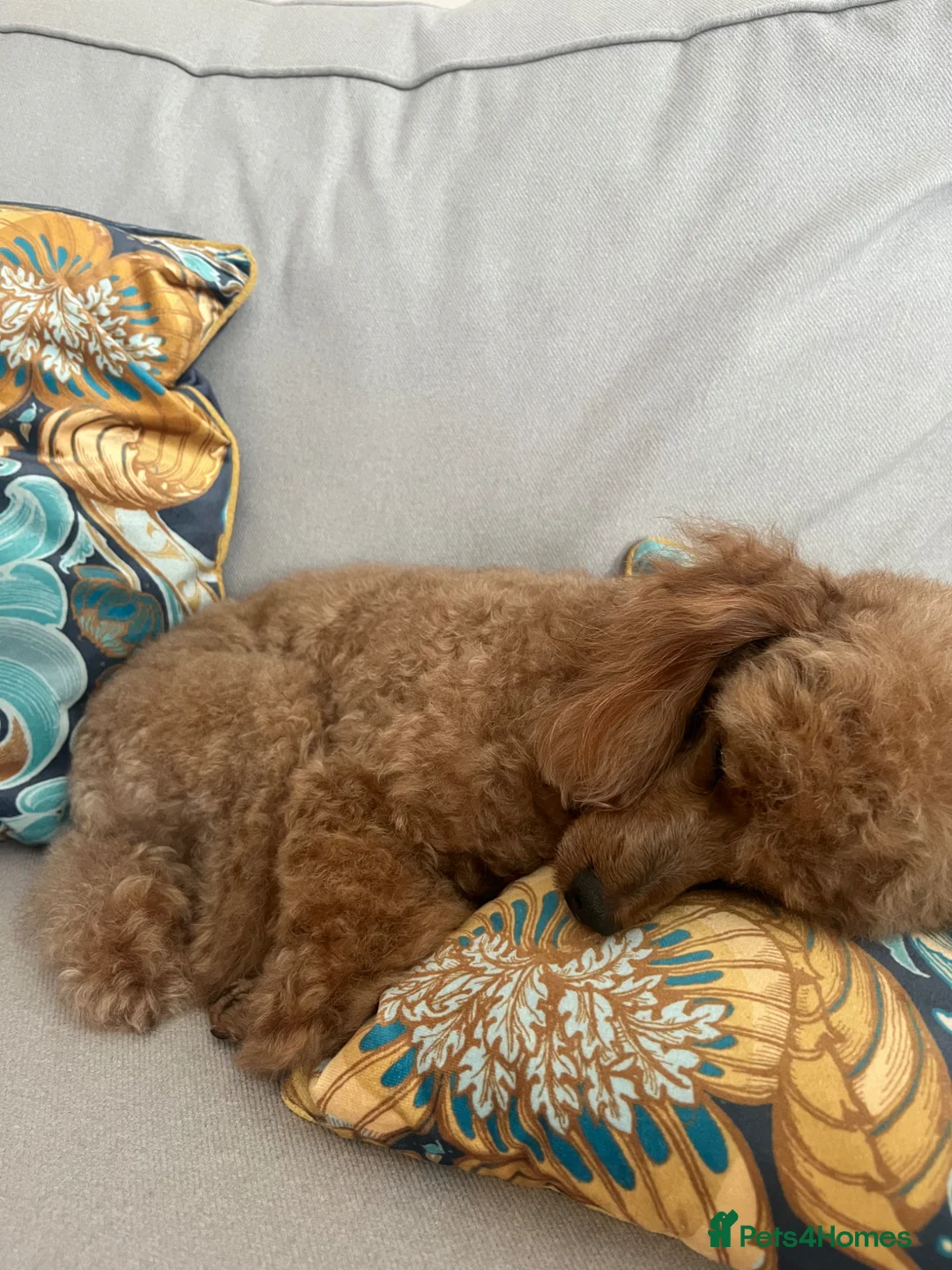 Miniature Poodle dogs for stud: Crufts Qualified Poodle Stud - Advert 1