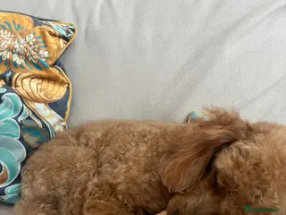 Miniature Poodle dogs Crufts Qualified Poodle Stud - Advert 3