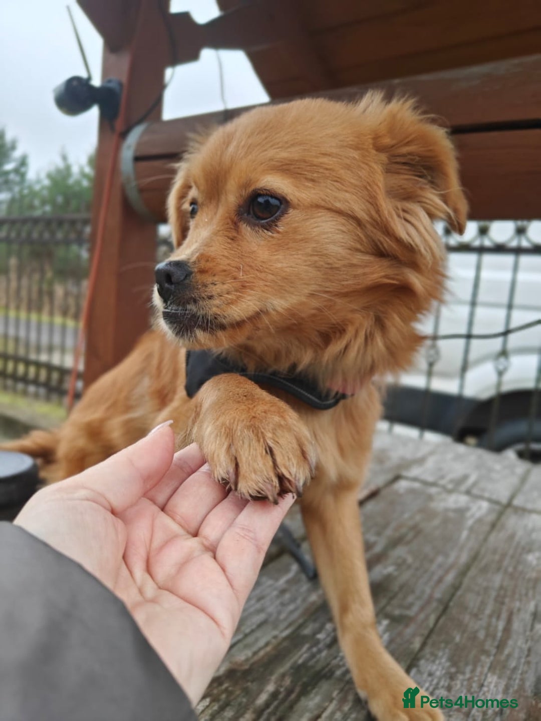 Mixed Breed dogs for adoption: 💖🐶 SILVIA 🐶💖 - Advert 13