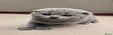 Scottish Fold 4