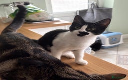Mixed Breed cats for sale: Two 7 month old  - Image 3