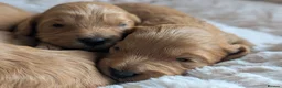 Cavapoo dogs for sale: 🌟 F1 Cavapoo Puppies –  Health Tested Parents in Wisbech - Advert 6