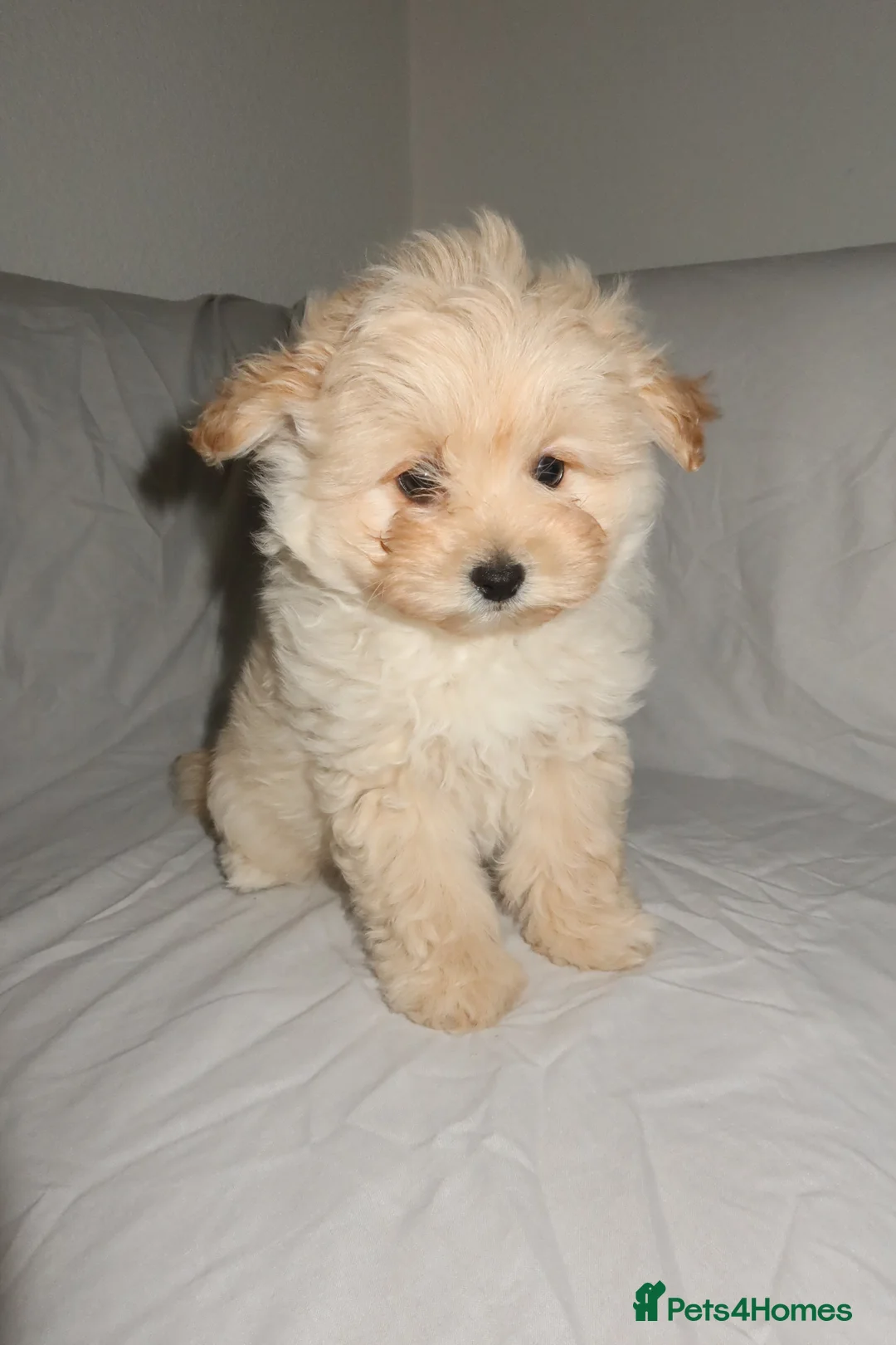 Pomapoo dogs for sale: Pomapoo puppy  - Advert 3