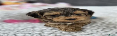 Brown collar 