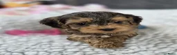 Cockapoo dogs for sale: Stunning Cockapoo Pups- Last Girl and 2 Boys - Advert 29