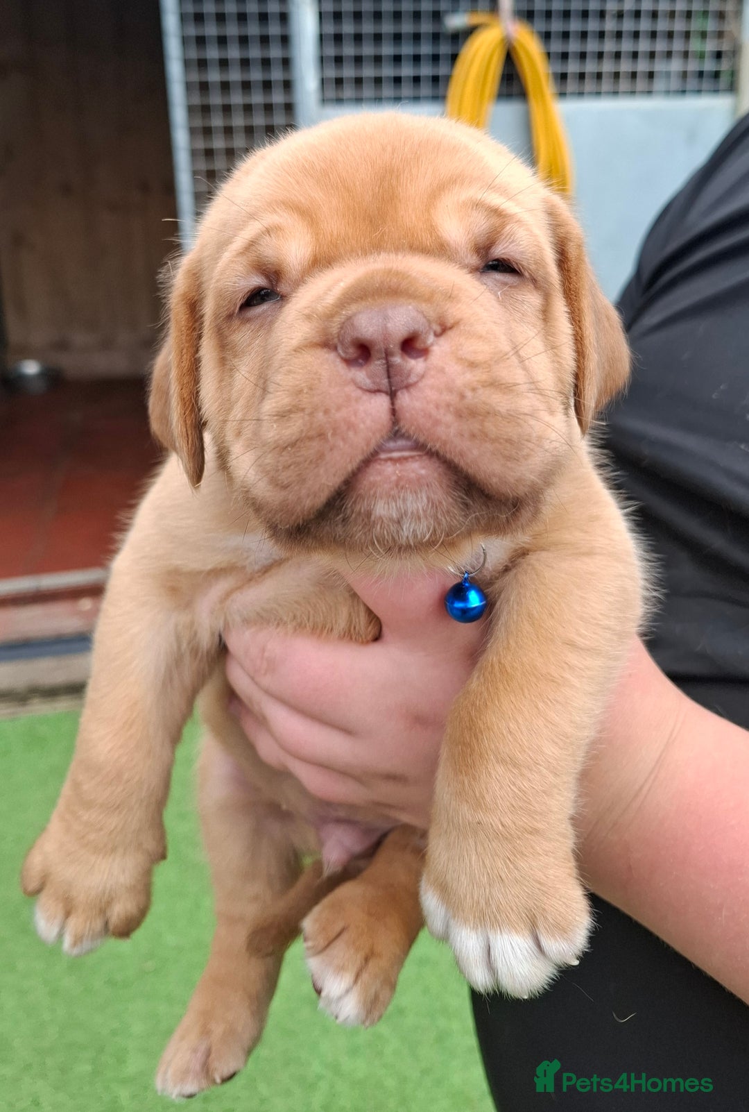 Dogue De Bordeaux dogs for sale: Dogue de Bordeaux pups  - Image 13
