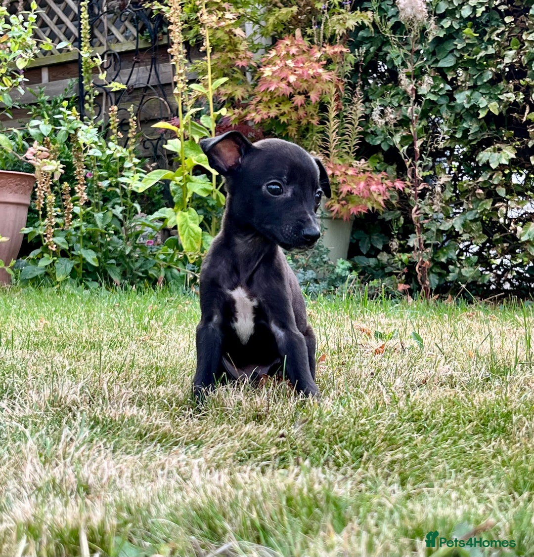 Whippet dogs for sale: Whippet/bedlington  - Image 14