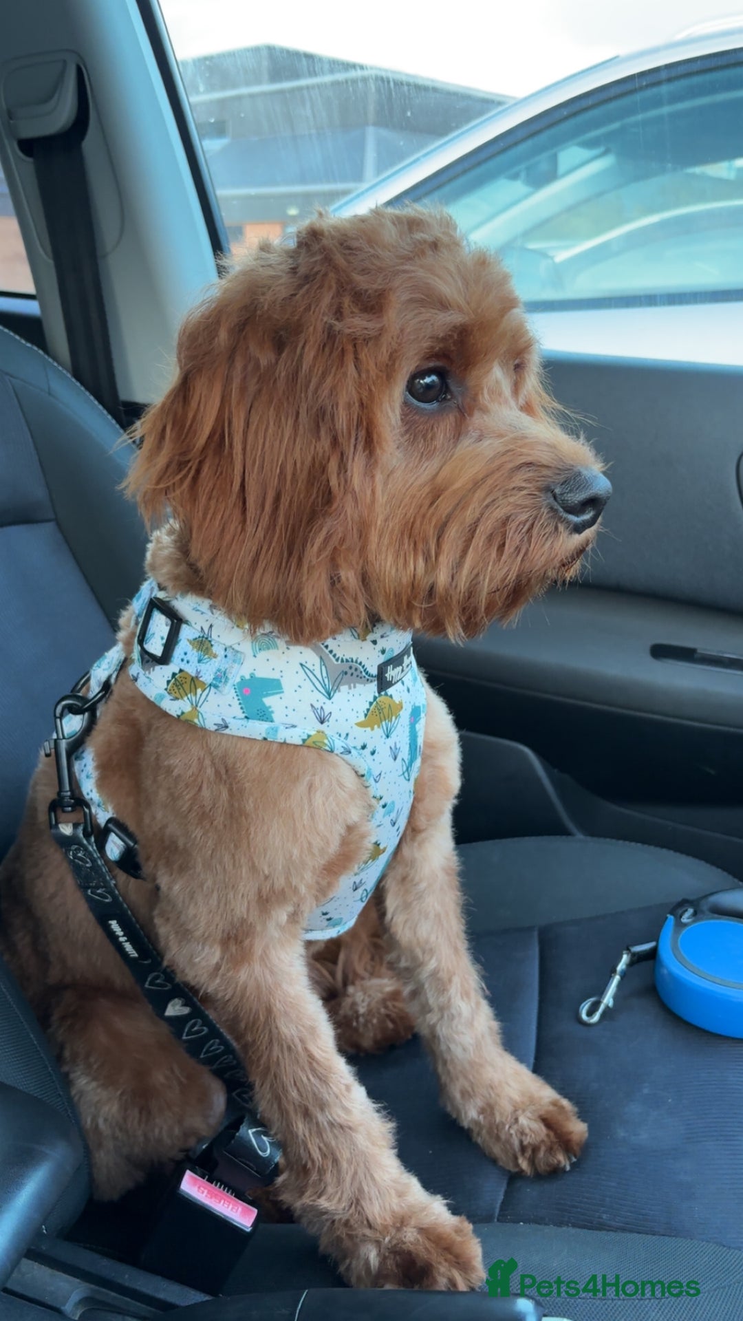 Cavapoo dogs for stud: F1 Cavapoo stud dog - Advert 5