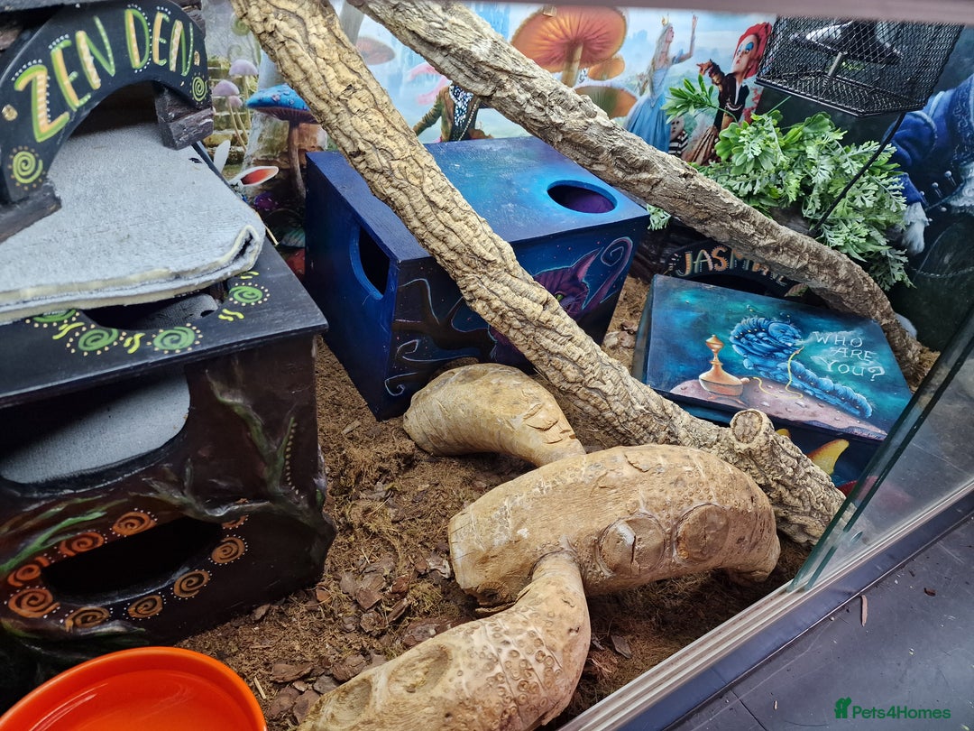 Python Snake reptiles for sale: Gorgeous royal python and full set up - Advert 2