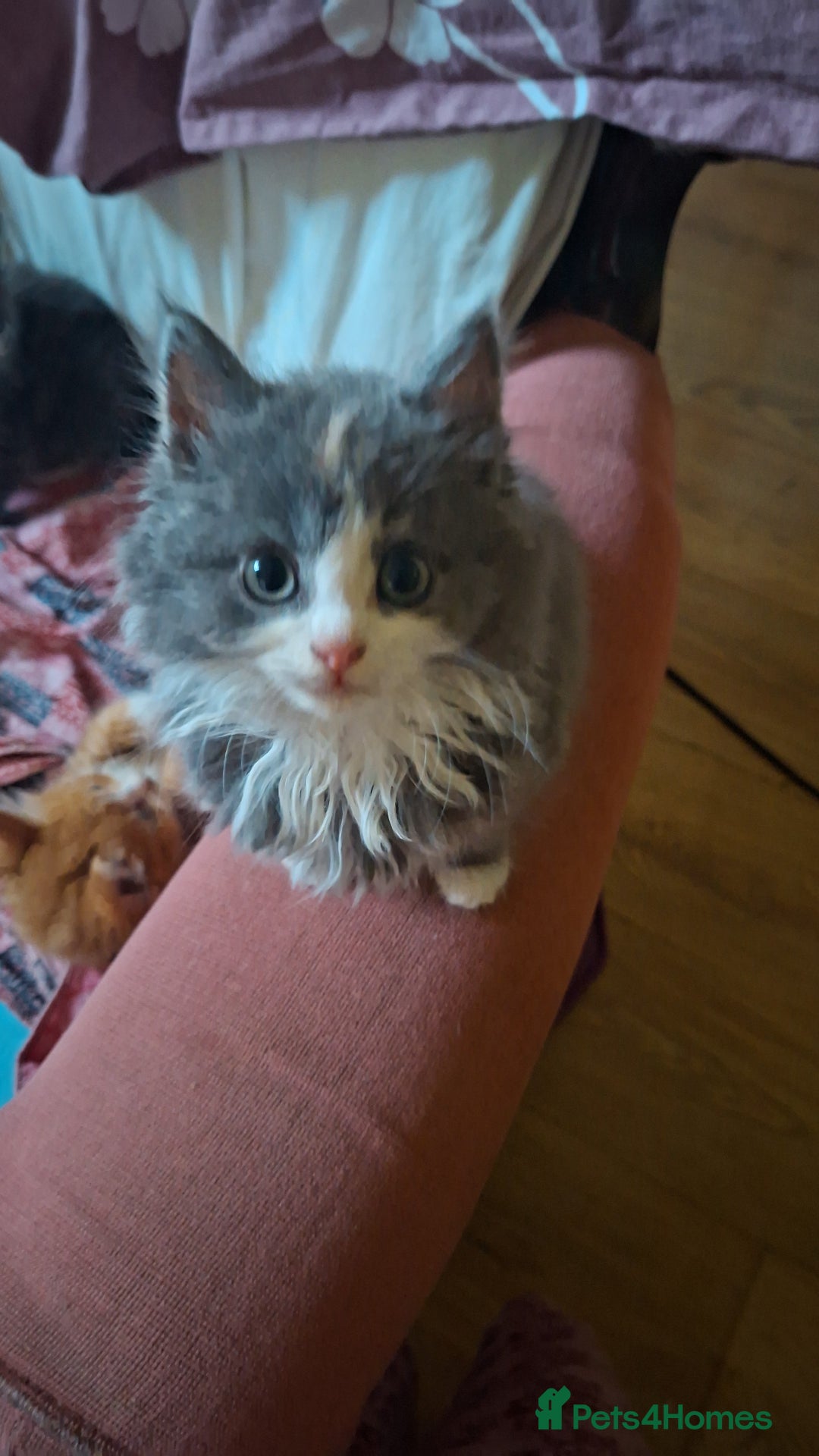 Persian cats for sale: Persian mix - Advert 5