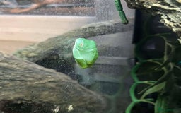 Bearded Dragon reptiles for sale: Variety of reptiles  - Advert 5