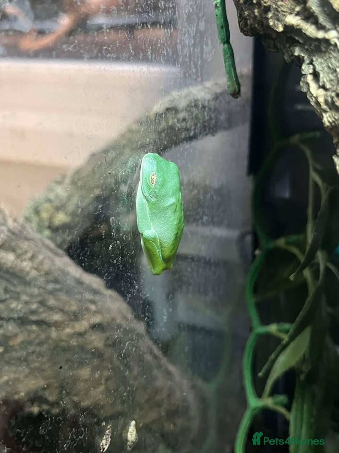 Bearded Dragon reptiles for sale: Variety of reptiles  - Advert 5