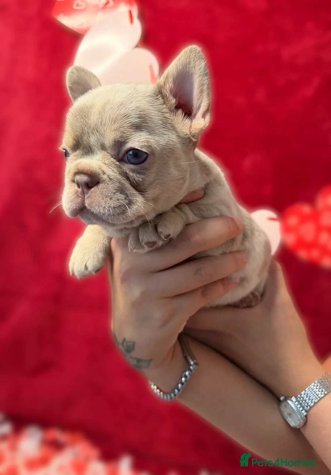 French Bulldog dogs for sale: Stunning KC registered Frenchies😍 4 male 1 female - Advert 6