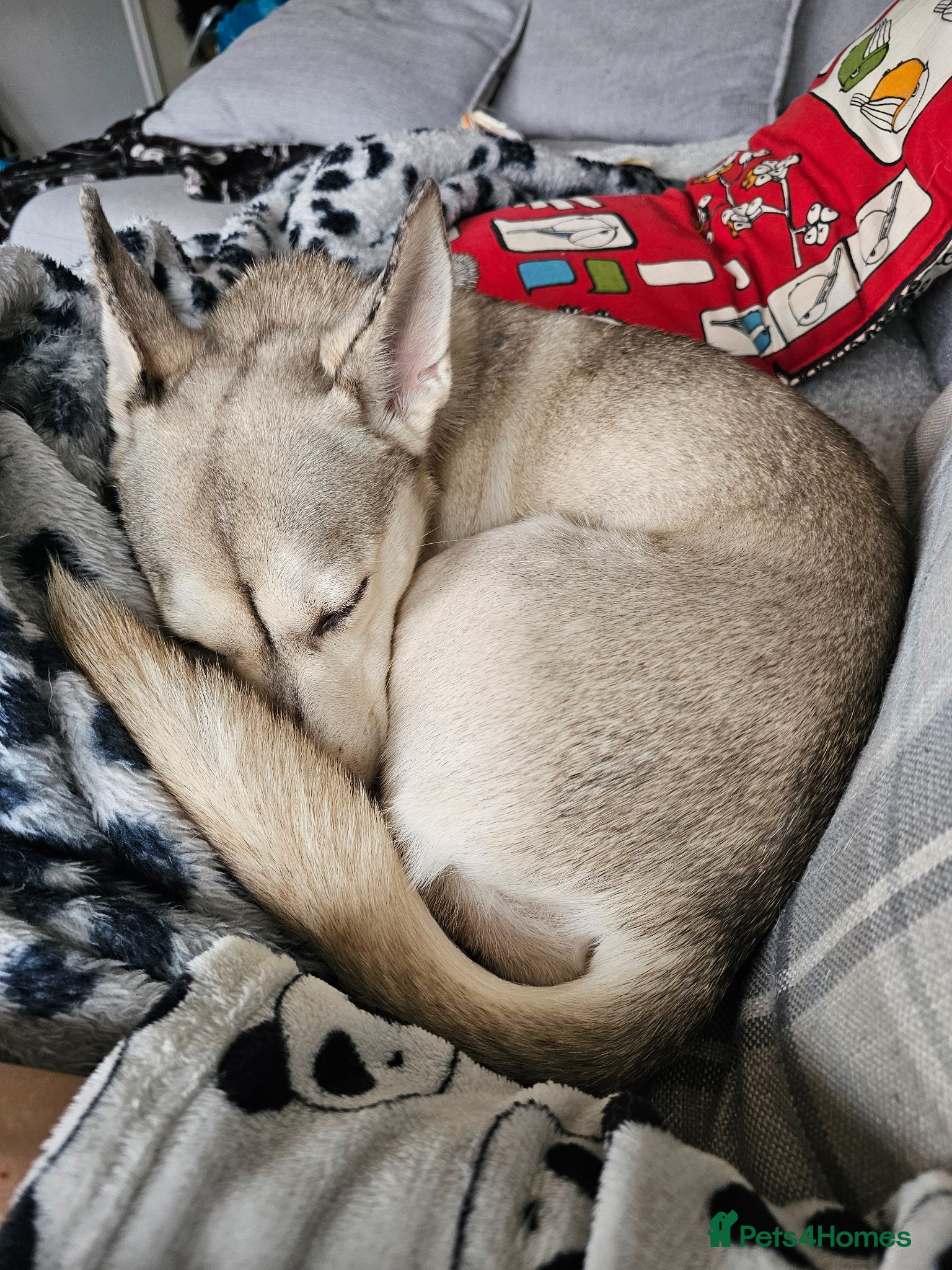 Mixed Breed dogs Adorable little girl  - Advert 9