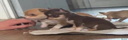 Chihuahua dogs for sale: CHIHUAHUA PUPPIES 3 only available now  - Advert 13