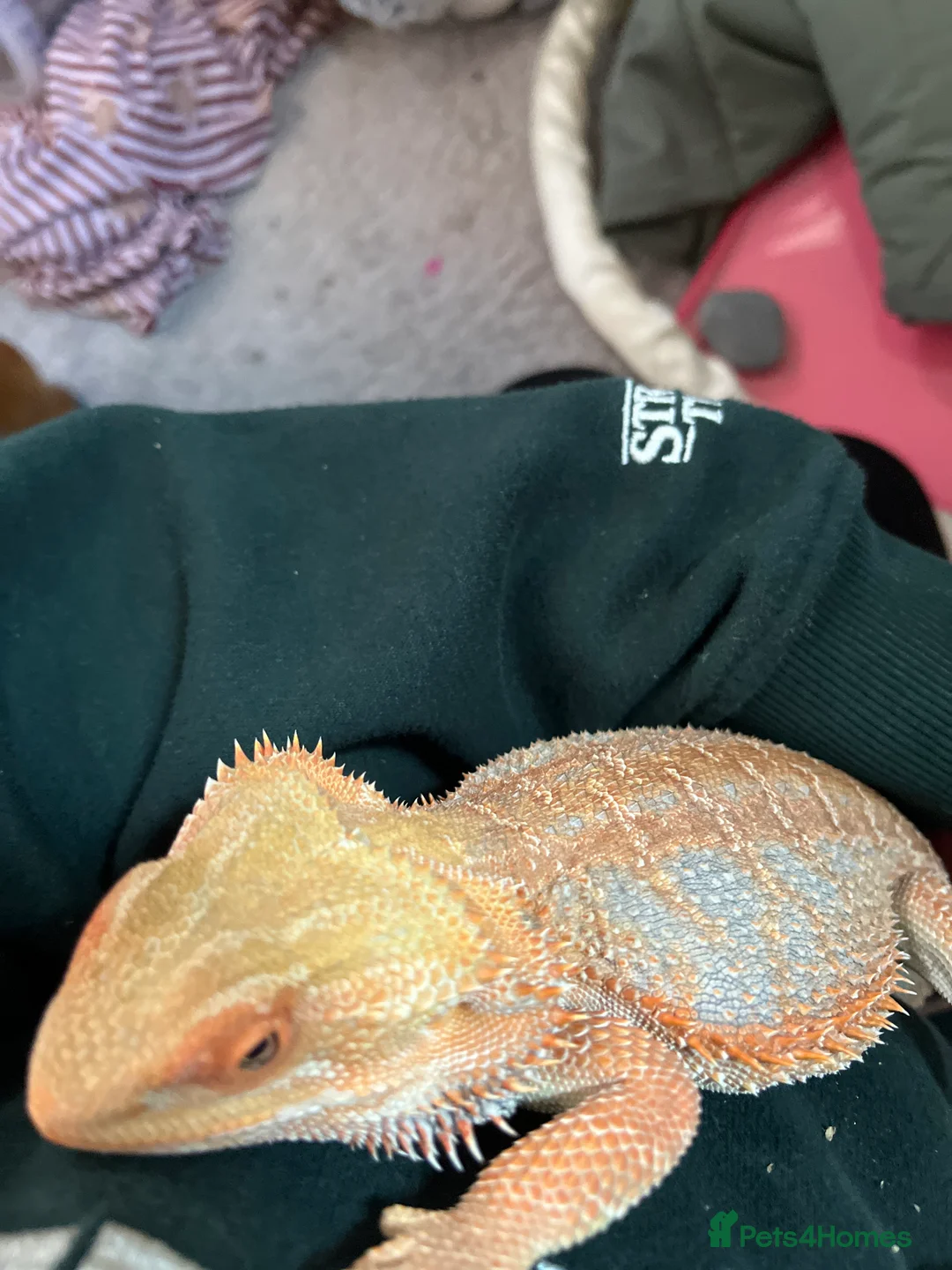 Bearded Dragon reptiles for sale: Bearded dragon cage and all the things you need - Advert 2